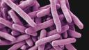 Banner-Mycobacterium-tuberculosis.jpg