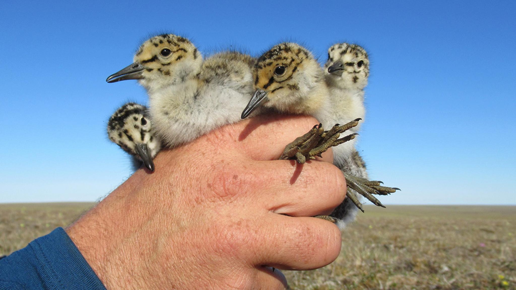 Iemand houd zijn hand omhoog en toont 3 kanoet kuikens in Siberie