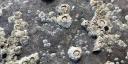 Close-up of barnacles attached to a rock surface in the Wadden Sea. The barnacles appear in clusters, with their ridged white shells tightly packed together
