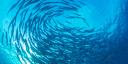 A school of fish swimming in a circle, photographed from below.