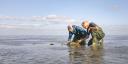 Two researchers kneeling on a mudflat, where they are installing a basket-like object on the mud. This is a 3D printed artificial reef